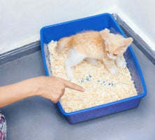Ask Kitty to Use Litter Box