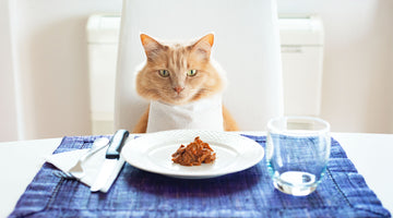 Cat Dining at Table
