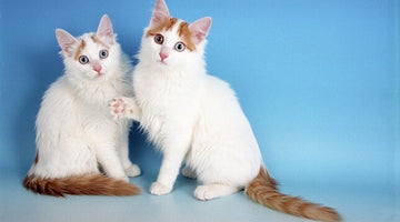 2 Turkish Van Kitties