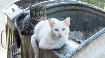 Are rescue cats more prone to health and behavior problems?