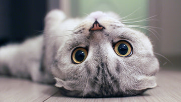 Upside down Kitty Face
