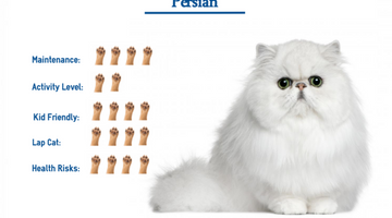 Persian Kitten - Care Chart