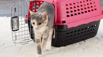 Introducing a New Cat into Your Home | CatWalk Harness