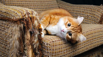 Is a Scratching Post, Bed or Lounge Really Necessary? | CatWalk Harness