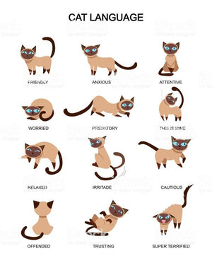 Cat Tail Talk - Chart
