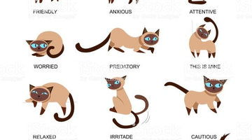 Cat Tail Talk - Chart