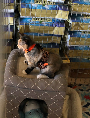 Calico Kitty in Cuddle Harness up for Adoption