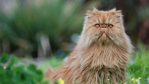 Persian Cat Outdoors