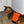 Load image into Gallery viewer, The Bengal / Savannah - Orange Rage | Catwalk Harness
